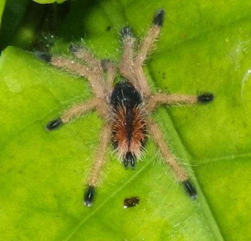 Avicularia sp.